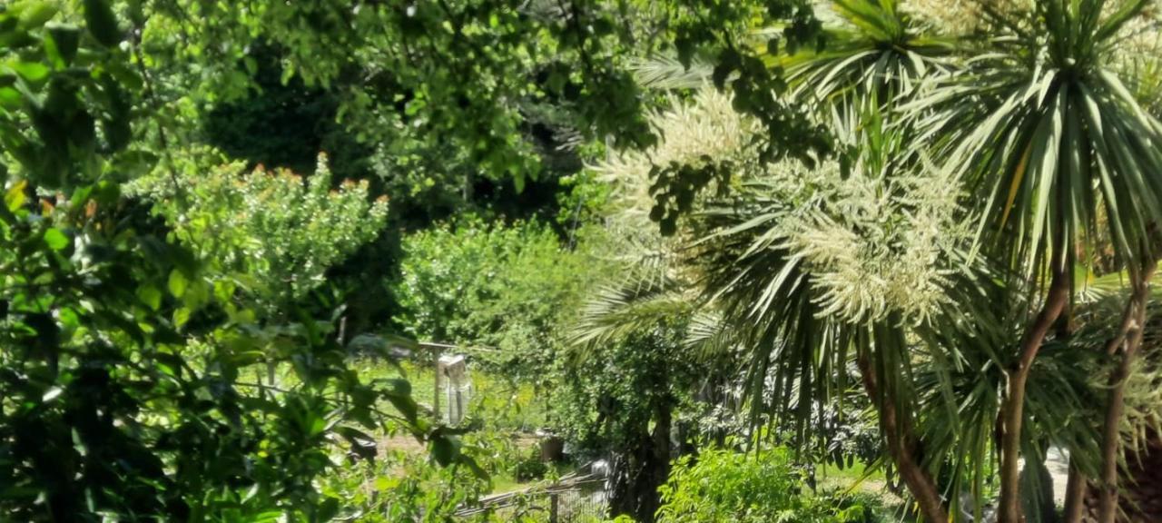 Vecchio Mulino Fontona Ortensia Chiesanuova  Εξωτερικό φωτογραφία